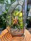 Ferns in Designer Glass Terrarium