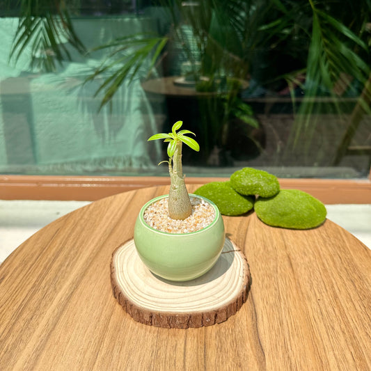 Adenium Obesum in Green Ceramic Pot