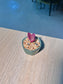 Baby Tradescantia Purple (淡色紫露草) in a Glazed Ceramic Pot