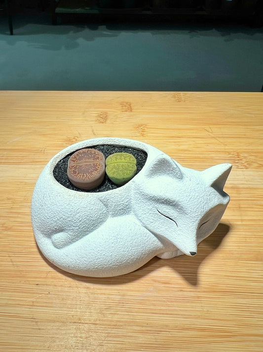 Lithops in Sleeping Fox Pot