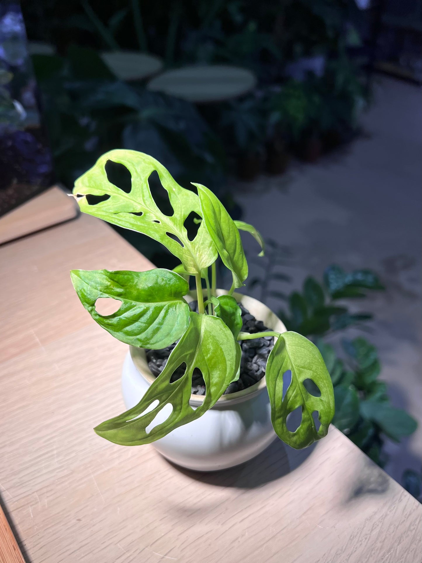 Monstera in Irregular Ceramic Pot