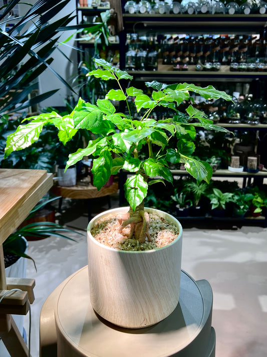 Radermachera Sinica in Beige Pattern Designer Pot