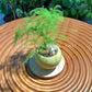 Asparagus Fern in Green Ceramic Pot