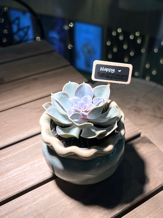 Echeveria Lilacina in Baby Blue Petal Edge Ceramic Pot