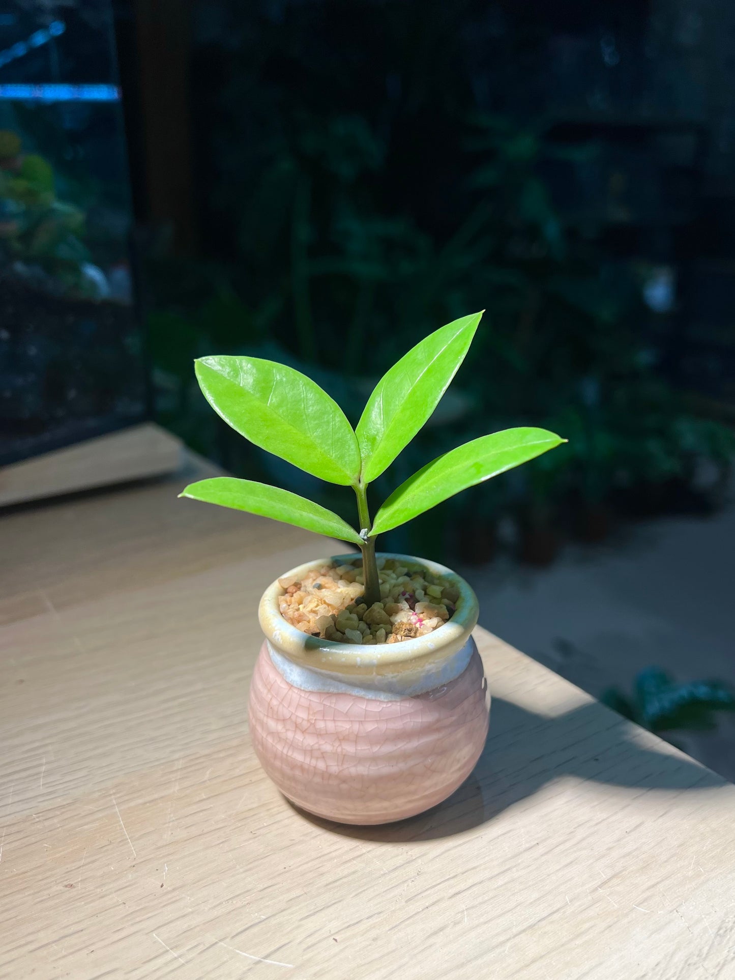 Zz Plant (金钱树) in Pinkish Ceramic Pot