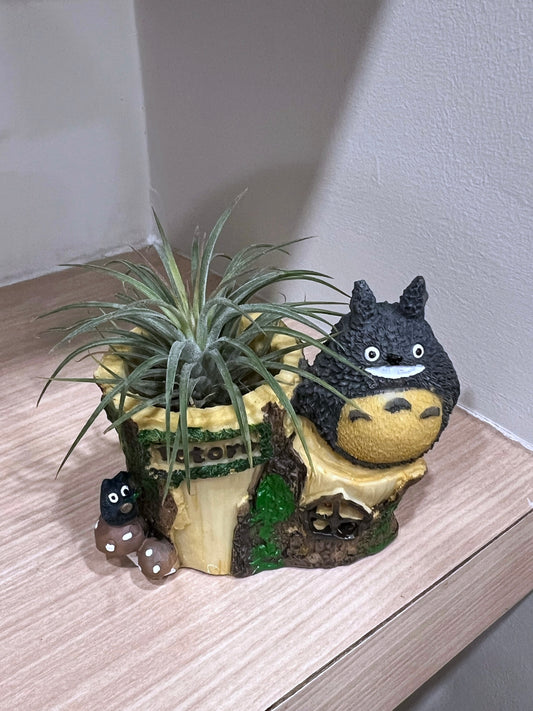 Airplant on Totoro Resting Pot