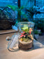 Fittonia with Moss Arrangement in Terrarium Jar (M)