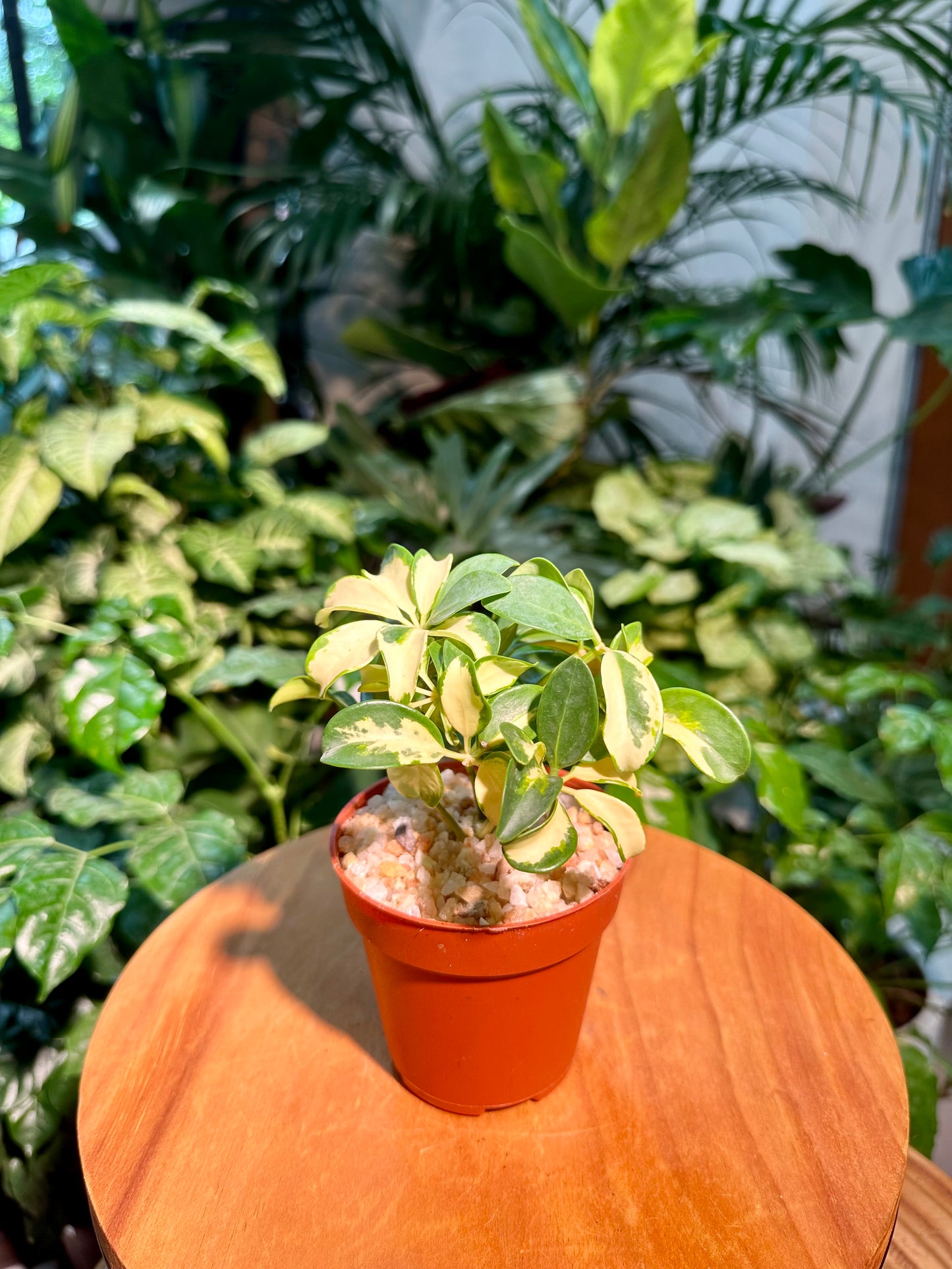 Schefflera Arboricola Variegated in Plastic Pot (aka Umbrella Plant)