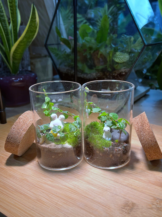 Ficus Pumila with Moss Arrangement in Tall Cylindrical Glass