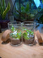 Ficus Pumila with Moss Arrangement in Tall Cylindrical Glass