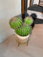 Artificial Cactus (仙人掌) in Woven Basket Pot