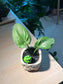 Drimiopsis Maculata (青蛙王子) in Matt Textured Claypot