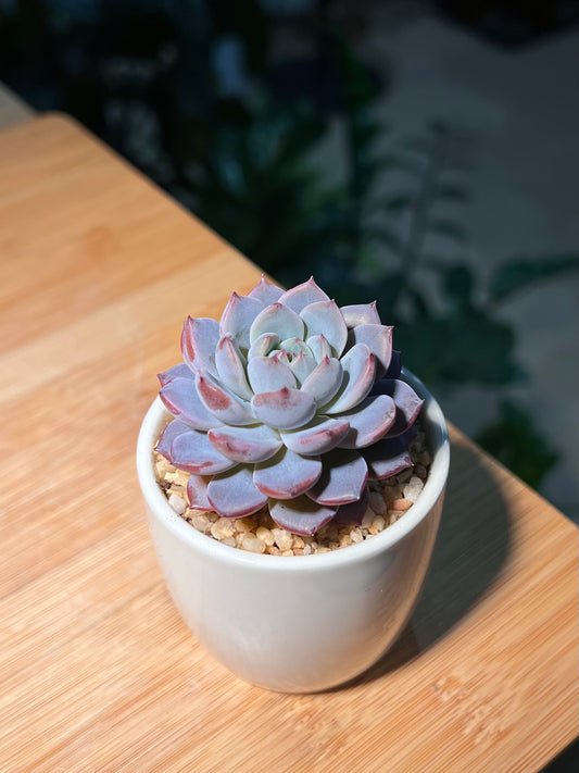 Echeveria in White Cylindrical Pot