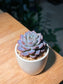 Echeveria in White Cylindrical Pot