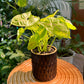 Syngonium in Black Designer Pot