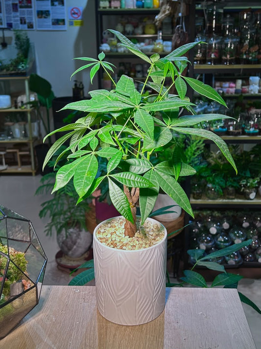 Money Tree (发财树) Pachira Aquatica in Textured Leaf Pattern Ceramic Pot