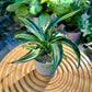 Dracaena in Designer Grey Clay Pot