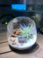 Airplant in Slanted Glass Terrarium