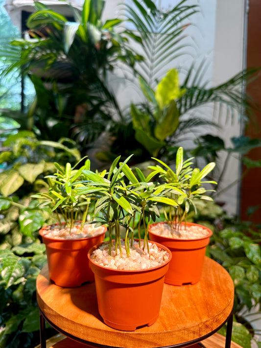 Podocarpus Seedling in Plastic Pot