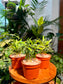 Podocarpus Seedling in Plastic Pot