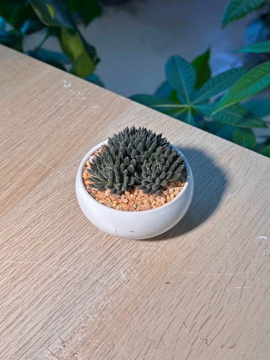 Chinese Jade ( 滇石莲 ) Sinocrassula Yunnanensis in White Ceramic Pot