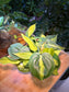Philodendron Cordatum in Plastic Pot