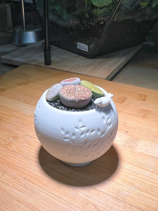 Lithops in Bird Flower Pot