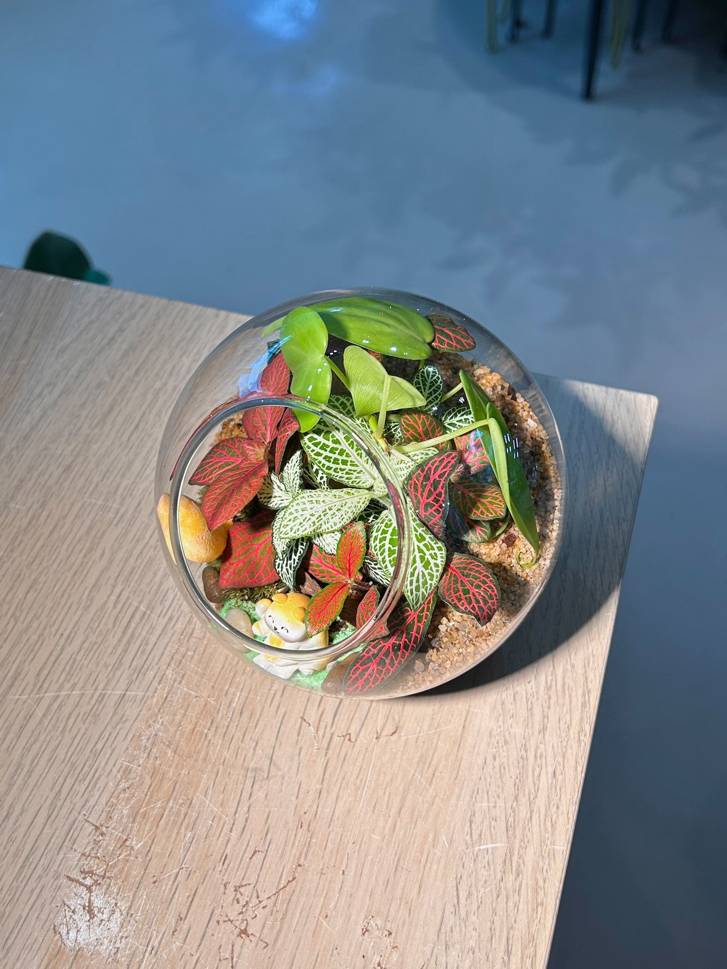Indoor Plant Terrarium in Round Glass (L)