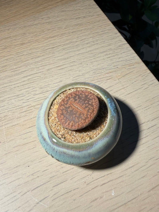 Lithop in Ceramic Pot