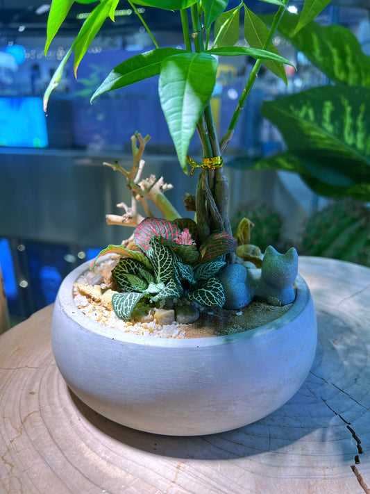 Guiana Chestnut (Pachira) and Fittonia Arrangement in Grey Concrete Pot