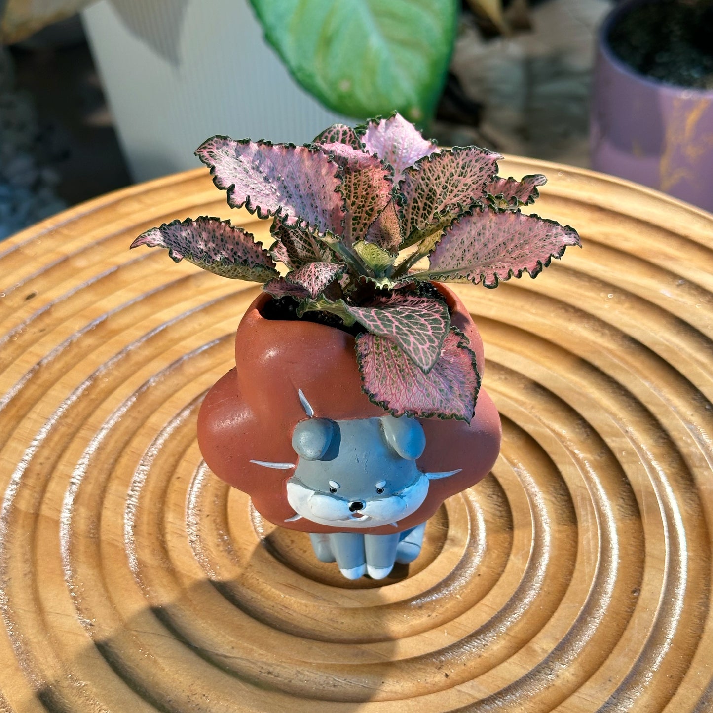 Fittonia in Designer Doggy Pot