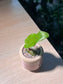 Drimiopsis Maculata in Round Pinkish Ceramic Pot