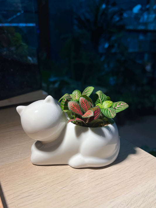 Fittonia in White Cat Pot