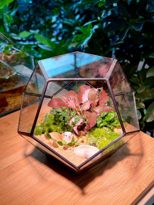 Fittonia and Fern with Moss Arrangement in Nonagon Glass