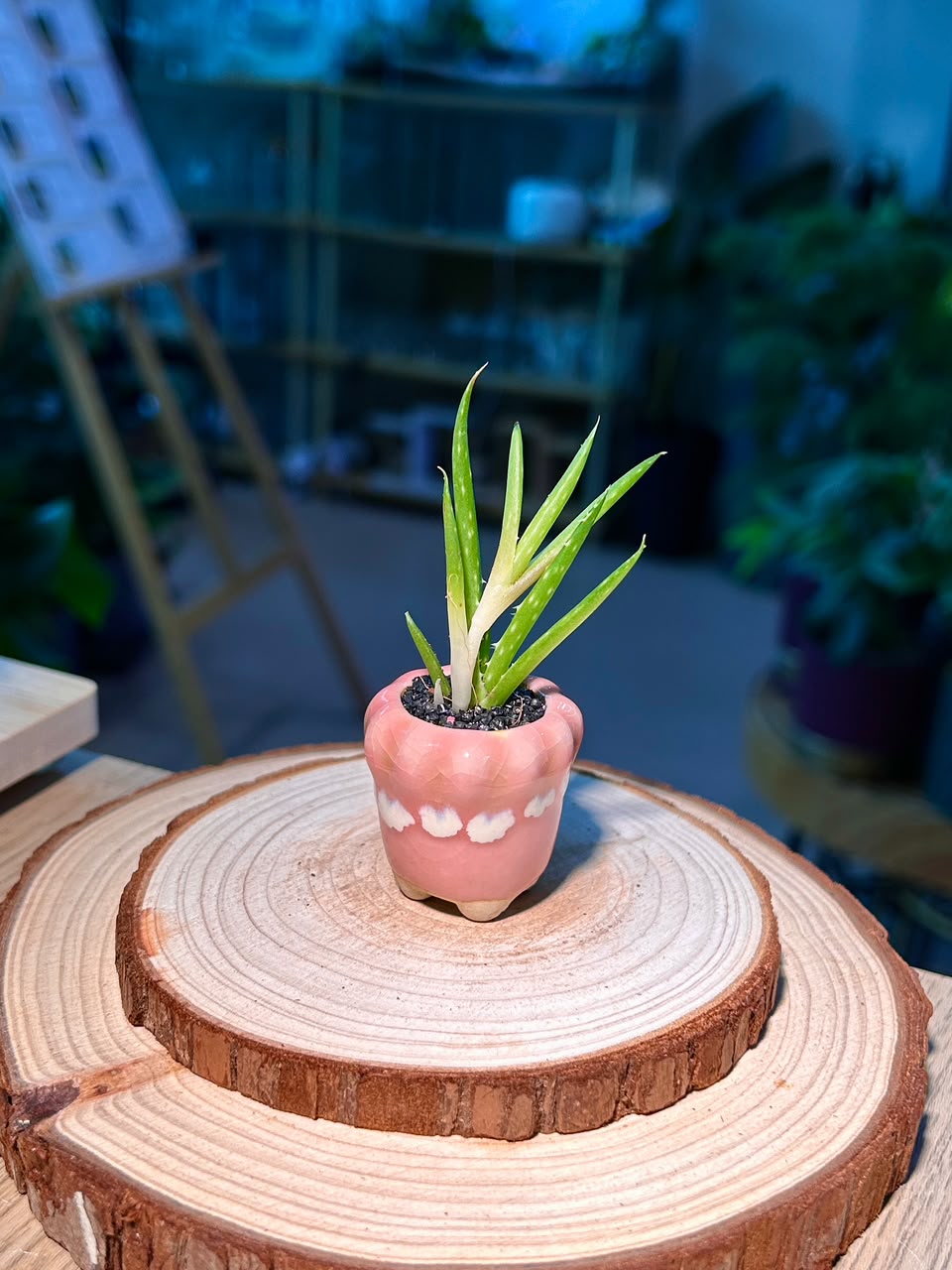 Baby Aloe Vera (芦荟) Mini Haworthia in Pink Glazed Petal Edge Ceramic Pot