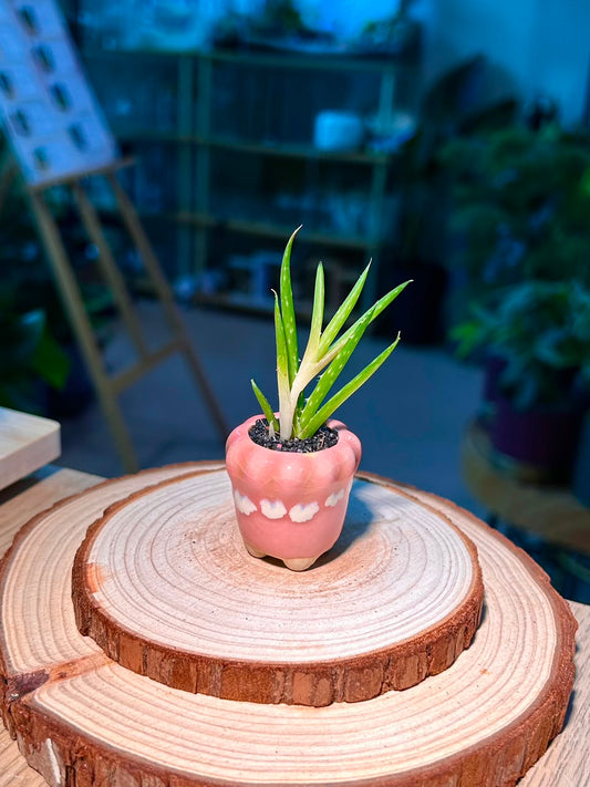 Baby Aloe Vera (芦荟) Mini Haworthia in Pink Glazed Petal Edge Ceramic Pot