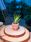 Baby Aloe Vera (芦荟) Mini Haworthia in Pink Glazed Petal Edge Ceramic Pot
