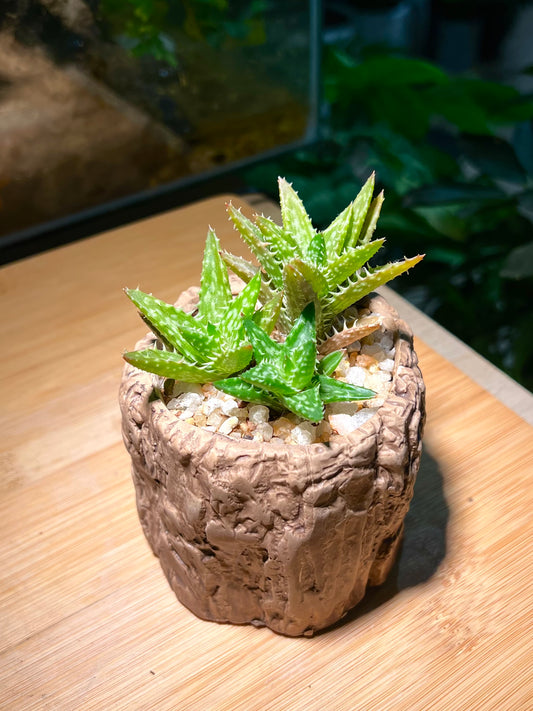 Aloe Squarrosa in Tree Trunk Pot