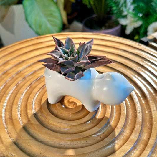 Echeveria Afterglow Hybrid Cactaceae in White Designer Cat Pot