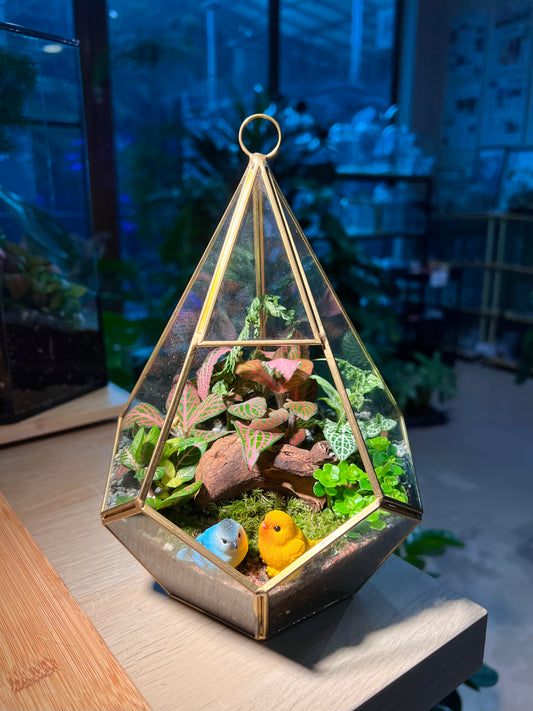 Fittonia, Fern with Moss Arrangement in Diamond Glass Terrarium