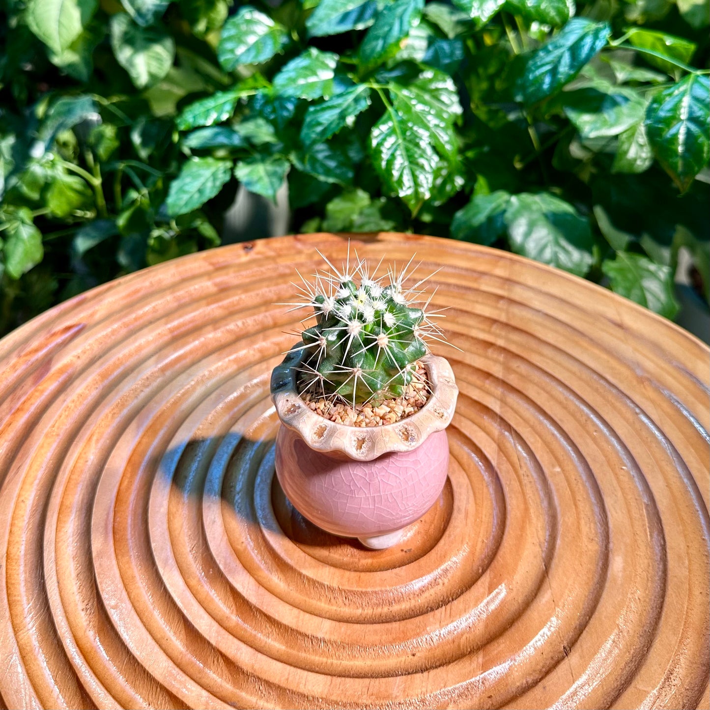 Rare Cactus collection in Pink Designer Pot