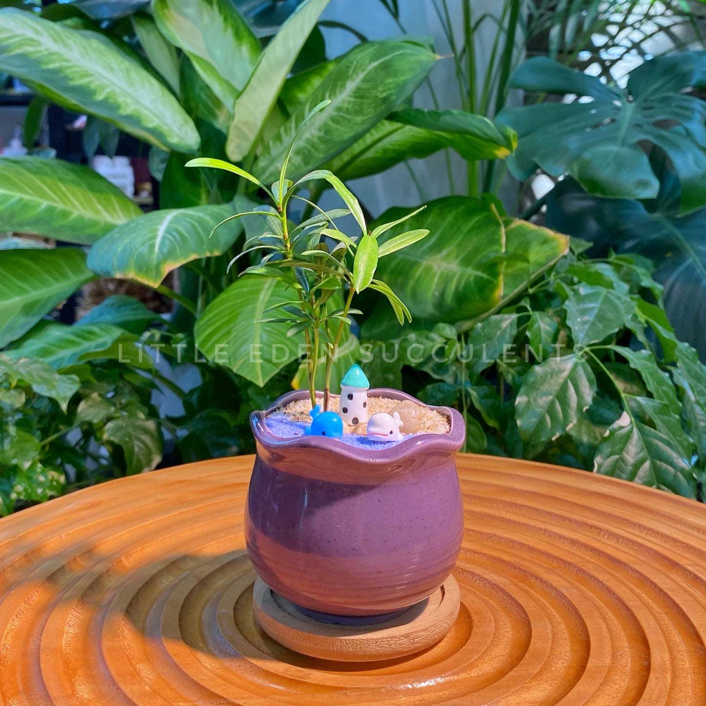 Podocarpus Nagi in Purple Glazed Ceramic Designer Pot