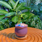 Podocarpus Nagi in Purple Glazed Ceramic Designer Pot