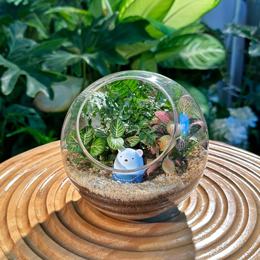 Fern and Fittonia in Round Glass Terrarium