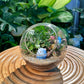 Fern and Fittonia in Round Glass Terrarium