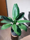 Peace Lily (Spathiphyllum 白掌) in Stone Textured Pot