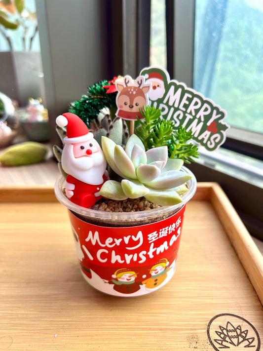 (New) Christmas Succulent DIY Kit – Perfect Holiday Gift