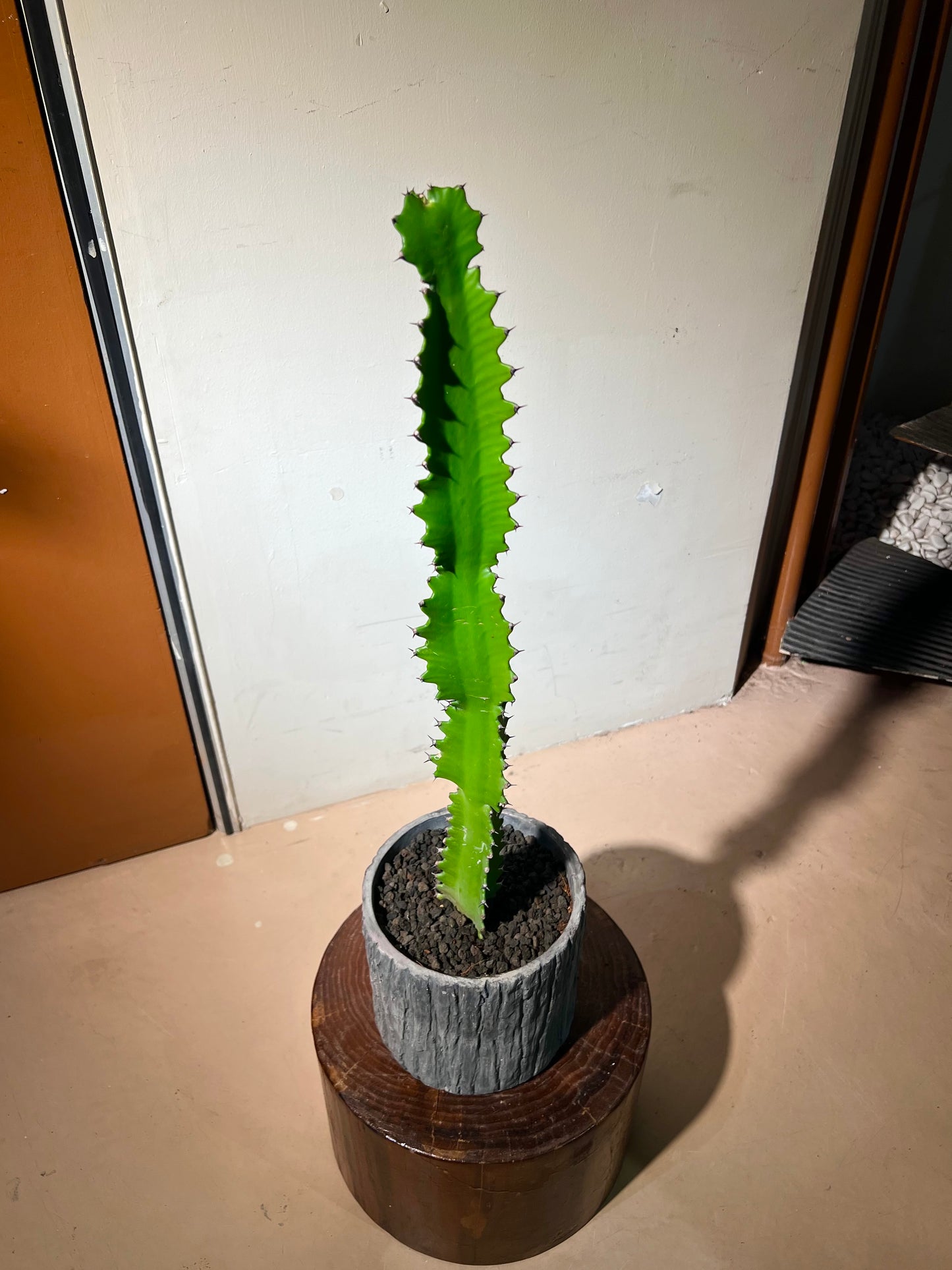 Cowboy Cactus (Euphorbia Ingens) in Balck Stone Pot
