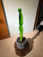 Cowboy Cactus (Euphorbia Ingens) in Balck Stone Pot