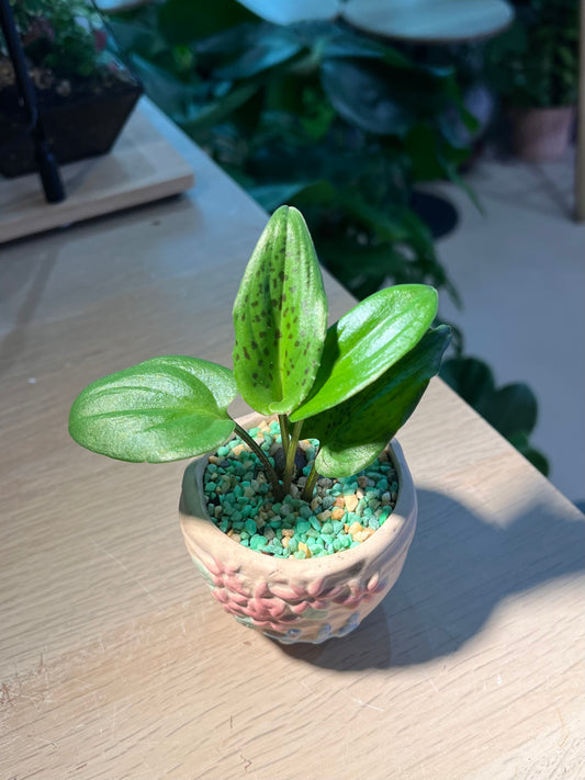 Drimiopsis Maculata (ιθηε) in Matt Textured Claypot